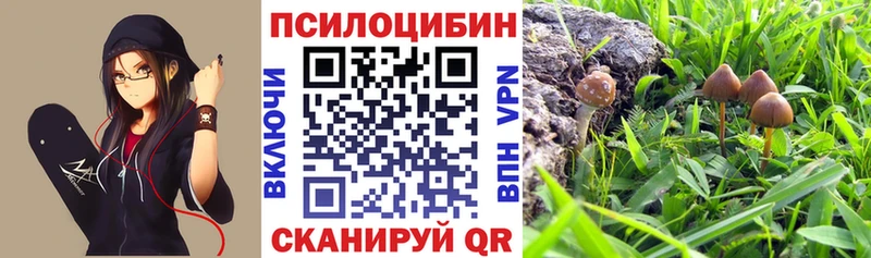 Псилоцибиновые грибы Psilocybe  Купить закладки  Мезень 